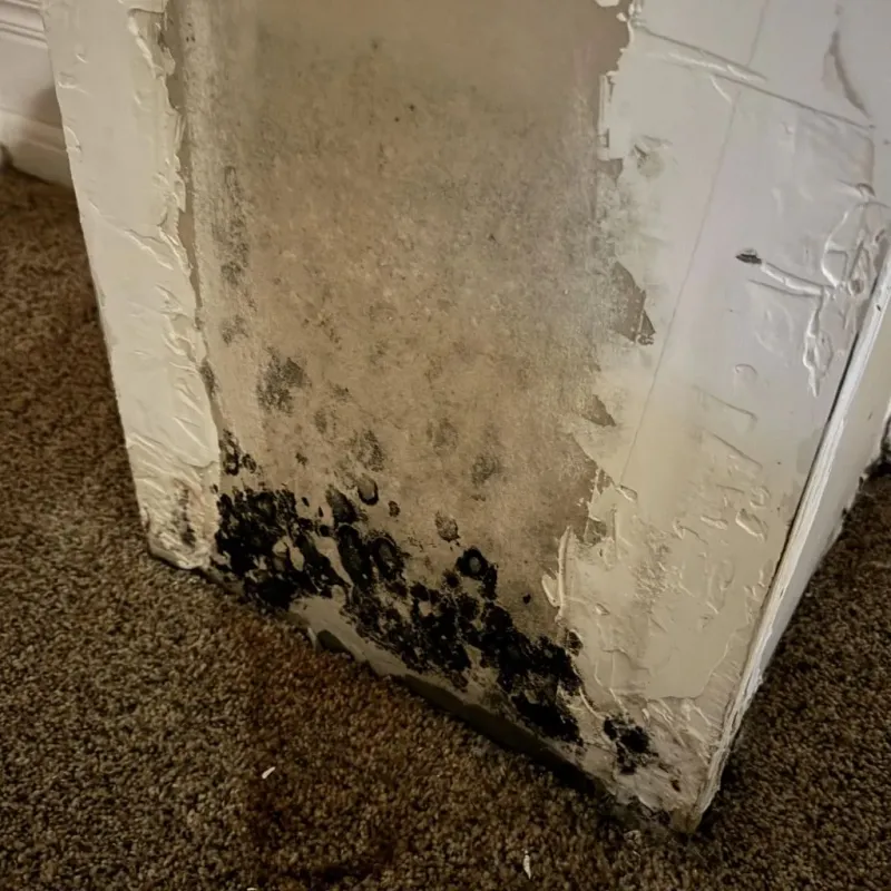 Professional Mold Removal in King City, CA